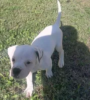Female 1, a female American Bulldog for sale in DeSoto, TX – 4 of 4