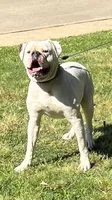 Young Mon, a male American Bulldog for sale in DeSoto, TX – 5 of 9