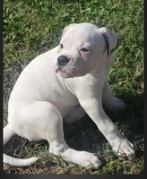 Female 1, a female American Bulldog for sale in DeSoto, TX – 3 of 4