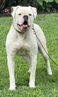 Remy, a female American Bulldog for sale in DeSoto, TX – 9 of 10