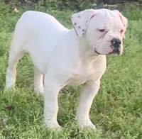 Speckle, a female American Bulldog for sale in DeSoto, TX – Photo 1 of 10