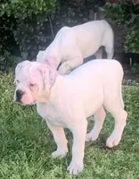 Speckle, a female American Bulldog for sale in DeSoto, TX – Photo 3 of 10