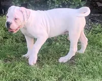 Speckle, a female American Bulldog for sale in DeSoto, TX – Photo 5 of 10