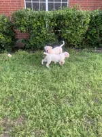Speckle, a female American Bulldog for sale in DeSoto, TX – Photo 10 of 10
