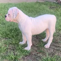 Speckle, a female American Bulldog for sale in DeSoto, TX – Photo 9 of 10
