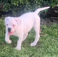 Speckle, a female American Bulldog for sale in DeSoto, TX – Photo 6 of 10