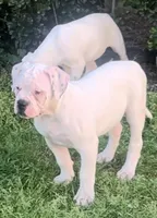 Speckle, a female American Bulldog for sale in DeSoto, TX – Photo 7 of 10