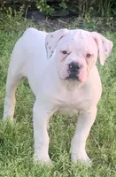 Speckle, a female American Bulldog for sale in DeSoto, TX – Photo 2 of 10