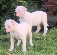 Speckle, a female American Bulldog for sale in DeSoto, TX – Photo 8 of 10