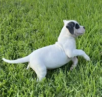 Boy Blue, a male American Bulldog for sale in DeSoto, TX – 6 of 10