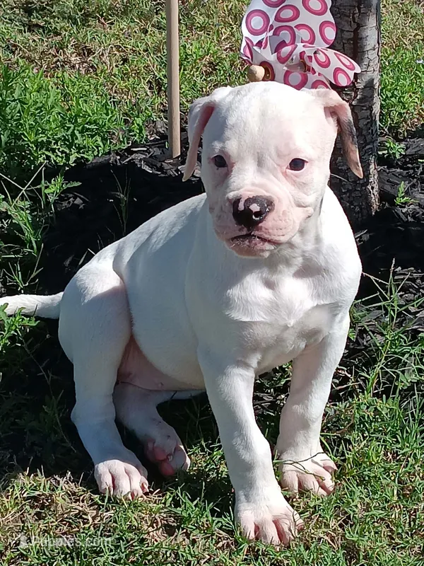 Female 2 – American Bulldog puppy for sale in DeSoto, TX