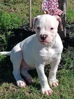 Female 2, a female American Bulldog for sale in DeSoto, TX – 1 of 5