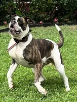 Sekekama, a female American Bulldog for sale in DeSoto, TX – 4 of 8