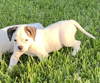 Remy, a female American Bulldog for sale in DeSoto, TX – 10 of 10