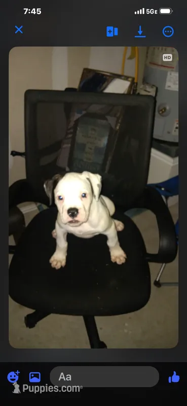 Male 1 – American Bulldog puppy for sale in DeSoto, TX