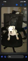 Male 1, a male American Bulldog for sale in DeSoto, TX – 1 of 5