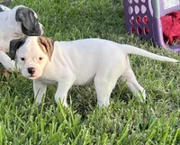 Remy, a female American Bulldog for sale in DeSoto, TX – 5 of 10