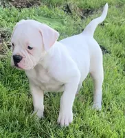 Puppy 2, a female American Bulldog for sale in DeSoto, TX – Photo 4 of 5