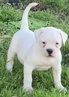 Puppy 2, a female American Bulldog for sale in DeSoto, TX – Photo 3 of 5