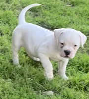 Puppy 2, a female American Bulldog for sale in DeSoto, TX – Photo 1 of 5