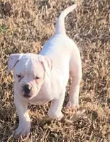 Puppy 2, a female American Bulldog for sale in DeSoto, TX – Photo 5 of 5