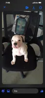 Male 1, a male American Bulldog for sale in DeSoto, TX – 2 of 5