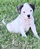 Remy, a female American Bulldog for sale in DeSoto, TX – 6 of 10