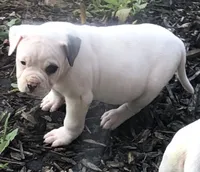 Circle, a female American Bulldog for sale in DeSoto, TX – Photo 4 of 4