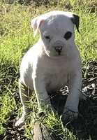 Circle, a female American Bulldog for sale in DeSoto, TX – Photo 1 of 4