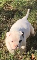 Circle, a female American Bulldog for sale in DeSoto, TX – Photo 2 of 4