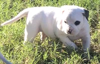 Circle, a female American Bulldog for sale in DeSoto, TX – Photo 3 of 4