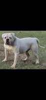 Male 1, a male American Bulldog for sale in DeSoto, TX – 4 of 5