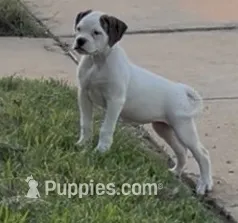 Remy – American Bulldog puppy for sale in DeSoto, TX