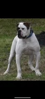 Sekekama, a female American Bulldog for sale in DeSoto, TX – 7 of 8
