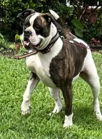 Sekekama, a female American Bulldog for sale in DeSoto, TX – 3 of 8