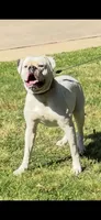 Young Mon, a male American Bulldog for sale in DeSoto, TX – 3 of 9