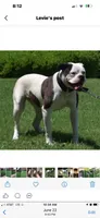 Young Mon, a male American Bulldog for sale in DeSoto, TX – 6 of 9