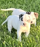 Boy Blue, a male American Bulldog for sale in DeSoto, TX – 4 of 10