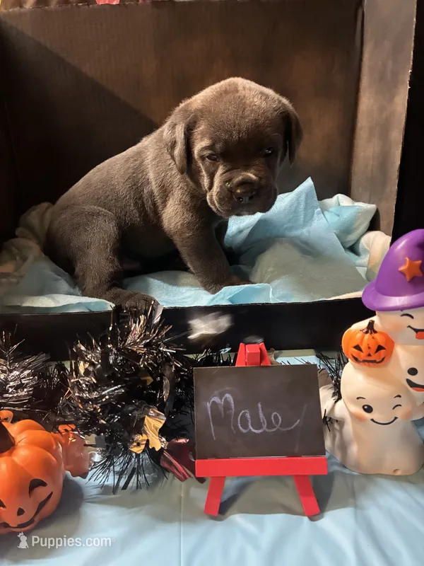 Pup 6 – Cane Corso puppy for sale in Wellsville, NY