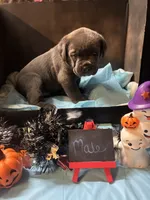 Pup 6, a male Cane Corso for sale in Wellsville, NY – 1 of 3
