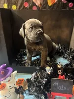 Pup 10, a male Cane Corso for sale in Wellsville, NY – 2 of 3