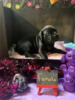 Pup 4, a female Cane Corso for sale in Wellsville, NY – 3 of 3