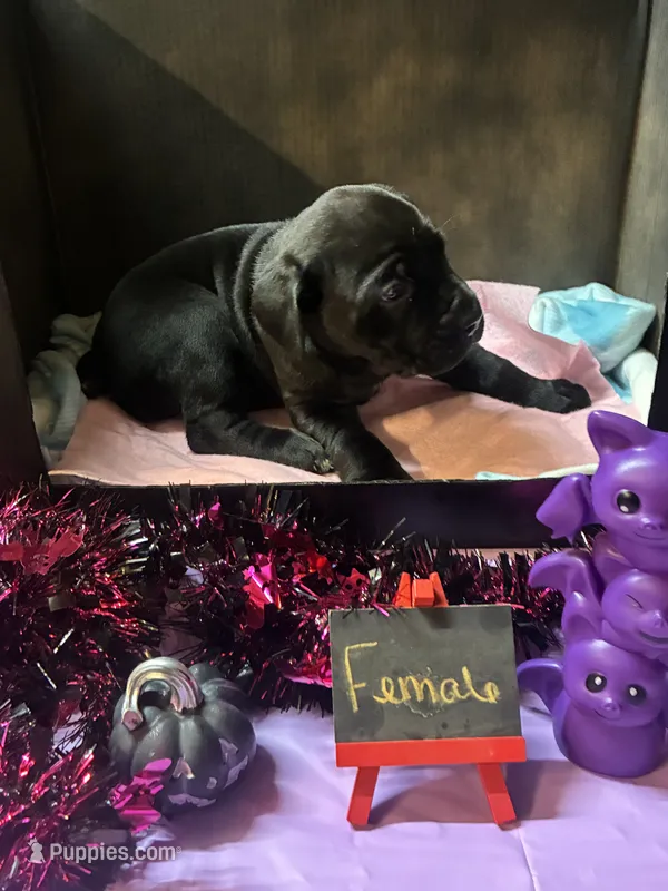Pup 4 – Cane Corso puppy for sale in Wellsville, NY