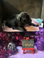 Pup 4, a female Cane Corso for sale in Wellsville, NY – 1 of 3