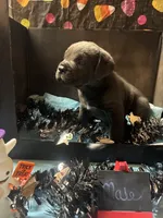 Pup 7, a male Cane Corso for sale in Wellsville, NY – 2 of 3