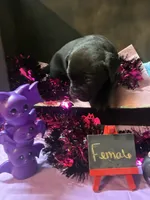 Pup 5, a female Cane Corso for sale in Wellsville, NY – 2 of 3
