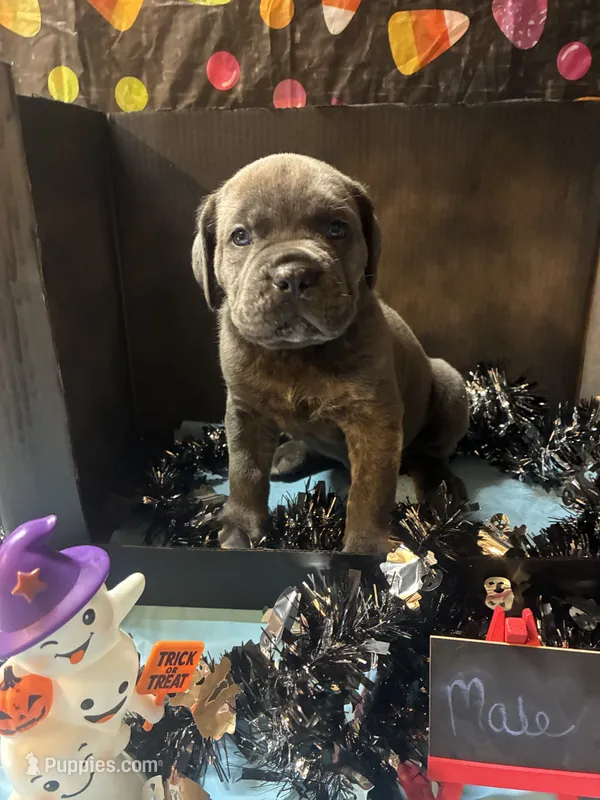 Pup 10 – Cane Corso puppy for sale in Wellsville, NY