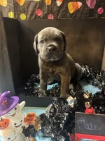 Pup 10, a male Cane Corso for sale in Wellsville, NY – 1 of 3