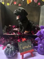 Pup 1, a female Cane Corso for sale in Wellsville, NY – 2 of 3