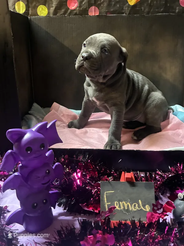 Pup 3 – Cane Corso puppy for sale in Wellsville, NY